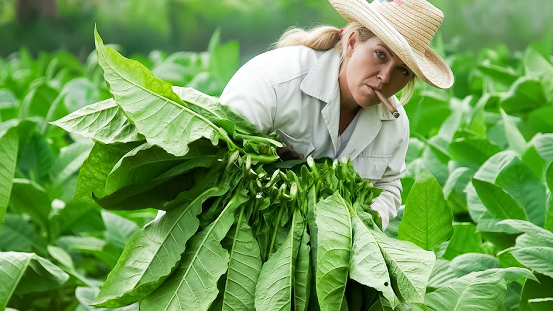 میزان نیکوتین در برگ توتون: ویرجینیا، بارلی، اورینتال چقدر نیکوتین دارند؟