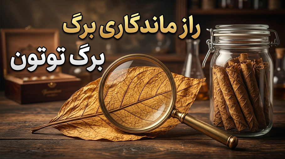 اگر فکر میکنید برگ توتون پس از یک یا دو سال غیرقابل استفاده میشود، سخت در اشتباهید. تحقیقات علمی نشان داده است که برگ توتون فرآوریشده، در شرایط استاندارد، تا 5 سال یا بیشتر بدون افت کیفیت قابل نگهداری است. اما این «5 سال» یک عدد جادویی نیست – بلکه نتیجه سالها پژوهش علمی و مدیریت دقیق شرایط انبارداری است.